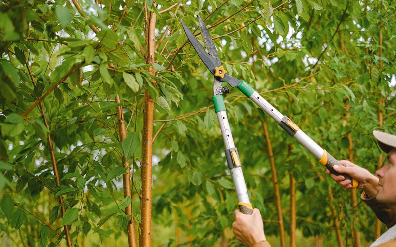 Tree trimming in Lawrenceburg, KY